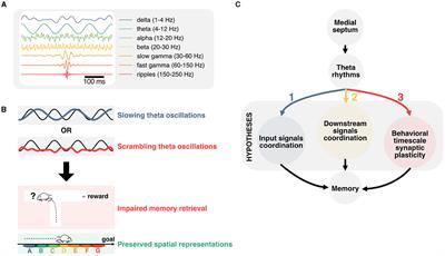 Linking temporal coordination of hippocampal activity to memory function